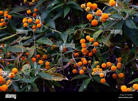 orange valls|Buy orange ball tree Buddleja globosa